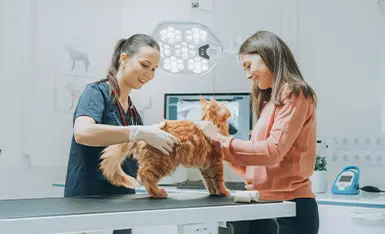 Anestesia Veterinária, Dor e Cuidados Paliativos Anestesia Veterinária, Dor e Cuidados Paliativos