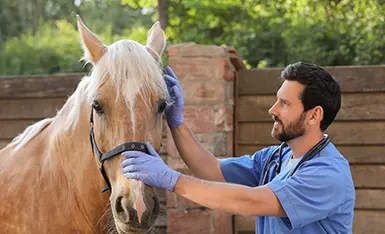 Medicina Veterinária e Saúde Pública Medicina Veterinária e Saúde Pública
