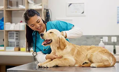 Dermatologia em Cães e Gatos Dermatologia em Cães e Gatos