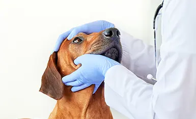 Comportamento de Cães e Gatos Comportamento de Cães e Gatos