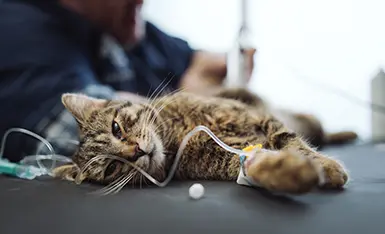 Clínica Médica de Gatos Clínica Médica de Gatos
