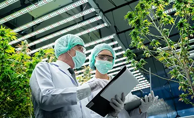 Cannabis Medicinal