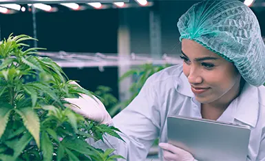 Cannabis Medicinal na Odontologia Cannabis Medicinal na Odontologia