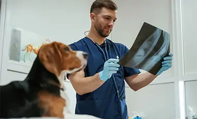 Radiologia Veterinária Radiologia Veterinária
