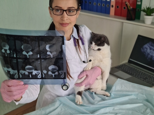 Oncologia Veterinária de Pequenos Animais Oncologia Veterinária de Pequenos Animais