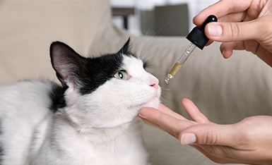 Cannabis Medicinal na Veterinária
