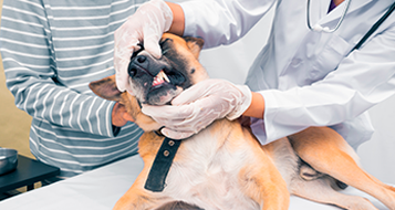 Odontologia de Cães e Gatos Odontologia de Cães e Gatos
