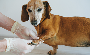 Clínica Médica de Pequenos Animais Clínica Médica de Pequenos Animais