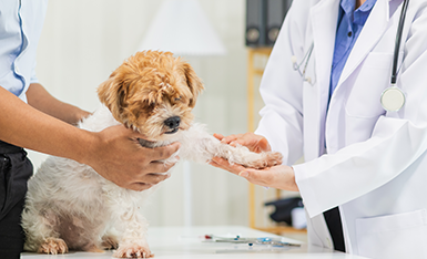 Traumatologia Veterinária Aplicada à Clínica de Pequenos Animais Traumatologia Veterinária Aplicada à Clínica de Pequenos Animais