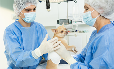 Anestesiologia de Pets Anestesiologia de Pets