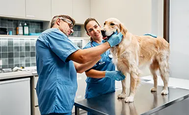 Hemoterapia e Hematologia Veterinária Hemoterapia e Hematologia Veterinária