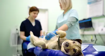 Nefrologia e Urologia Veterinária Nefrologia e Urologia Veterinária